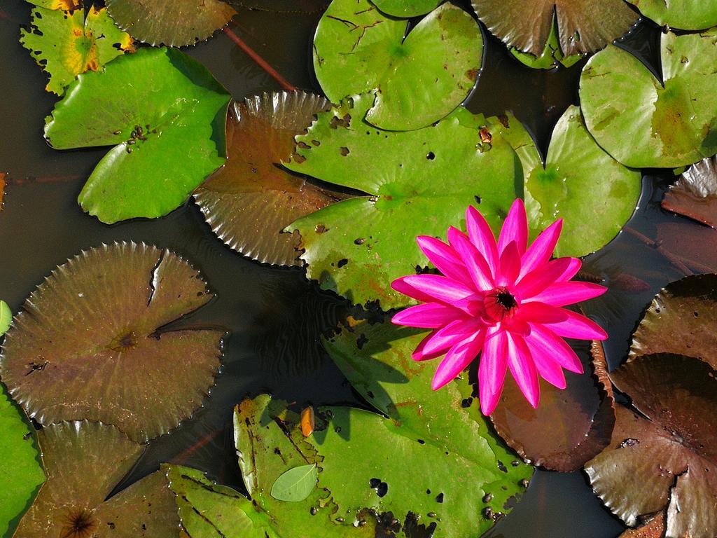 Nisarga Nirvana River House Mangalore Esterno foto